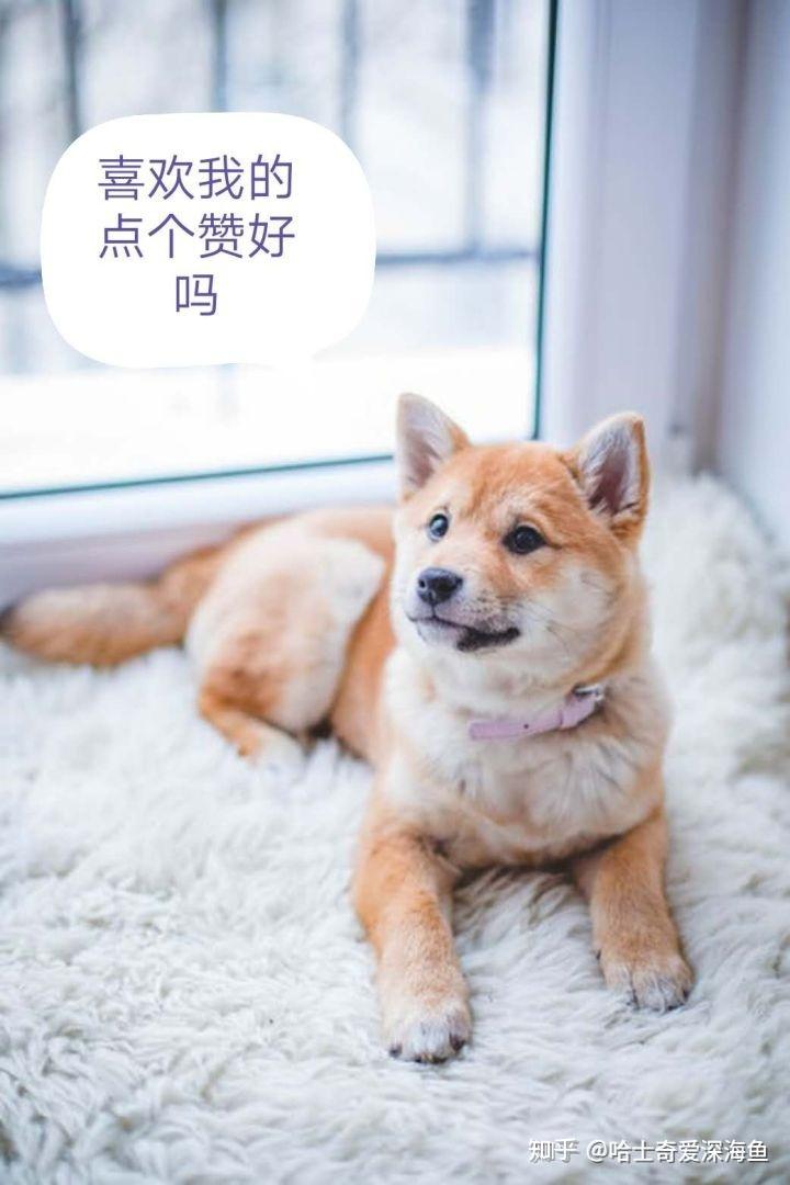 再说一遍 不是“机器狗”